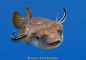 Porcupinefish
approaching, Airbus with new wings
Bunake... by Hans-Gert Broeder 
